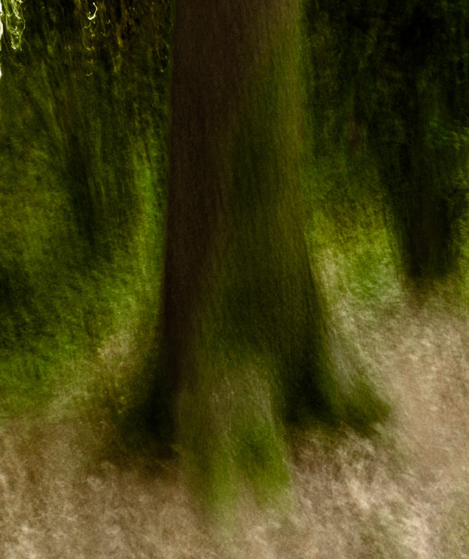 Dreaming of trees