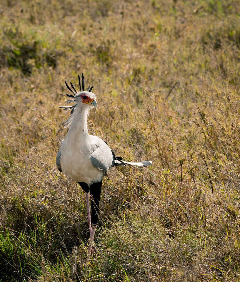 Secretary bird