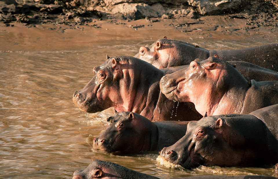 Hippos