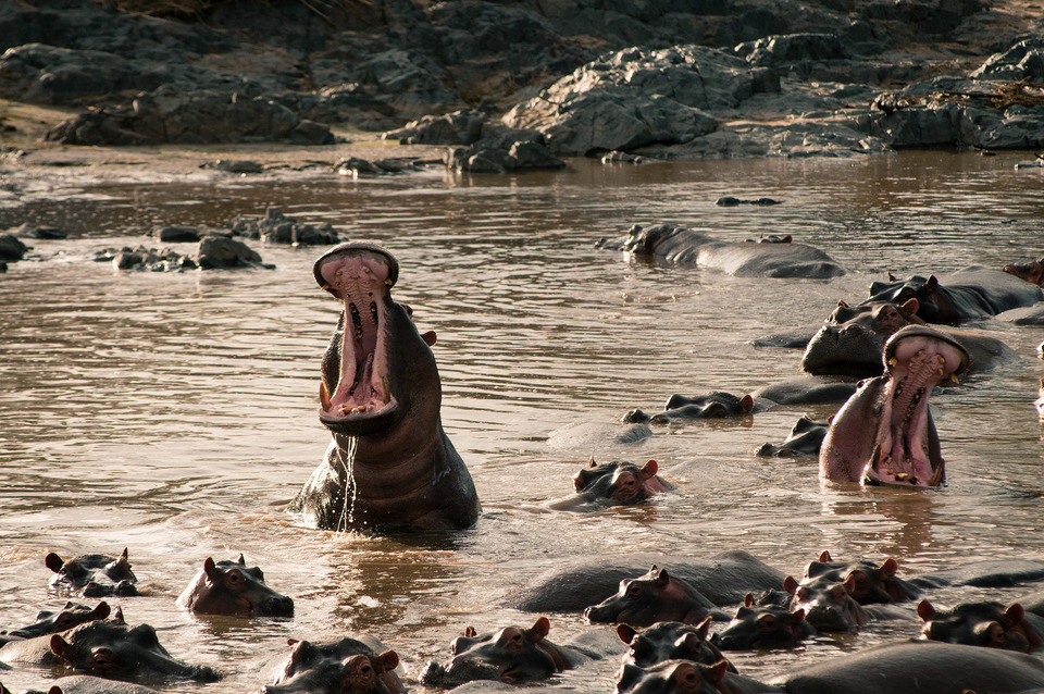 Hippos
