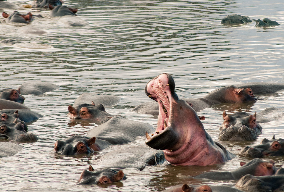 Hippos