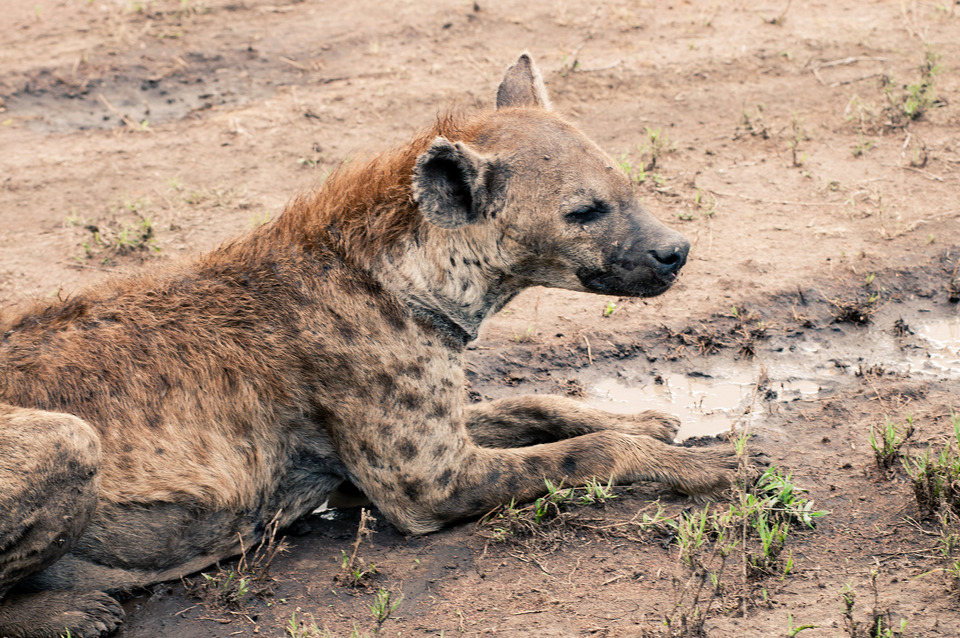 Hyena