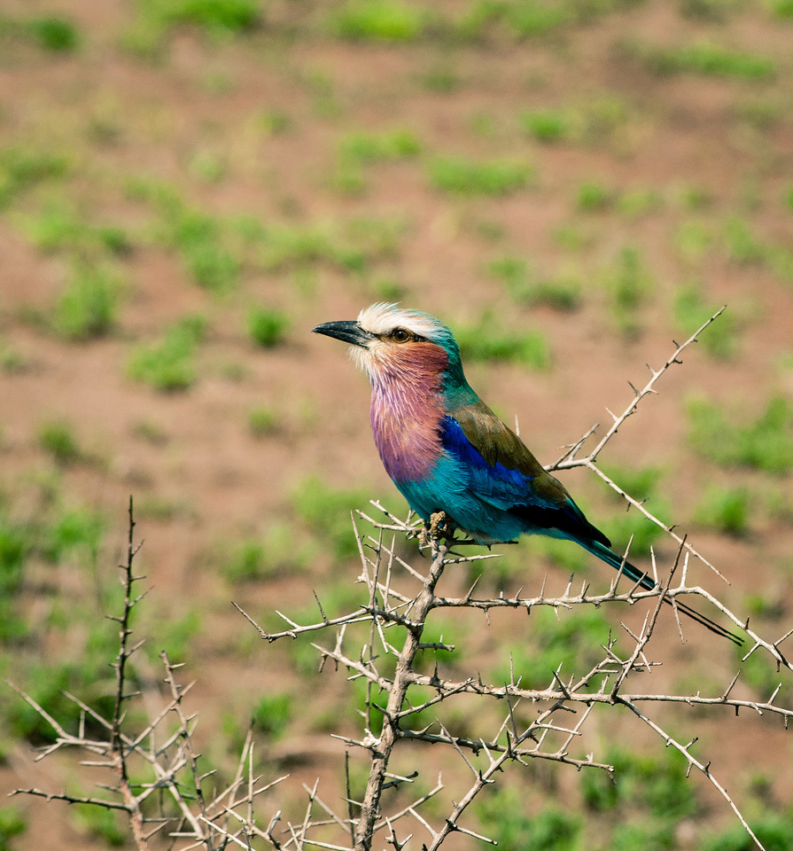 Lilac breasted roller