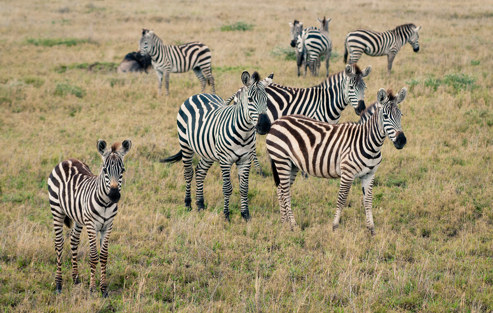 Zebras