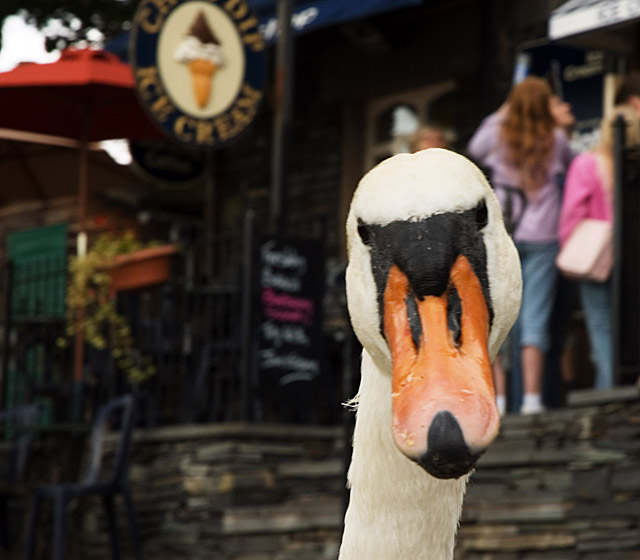 The Swan