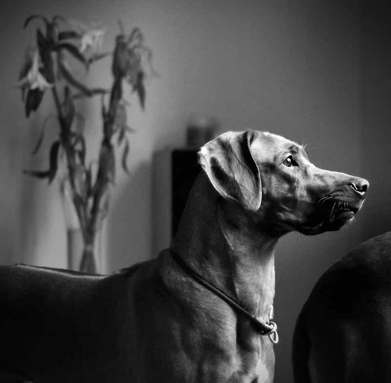 Gia - Rhodesian Ridgeback