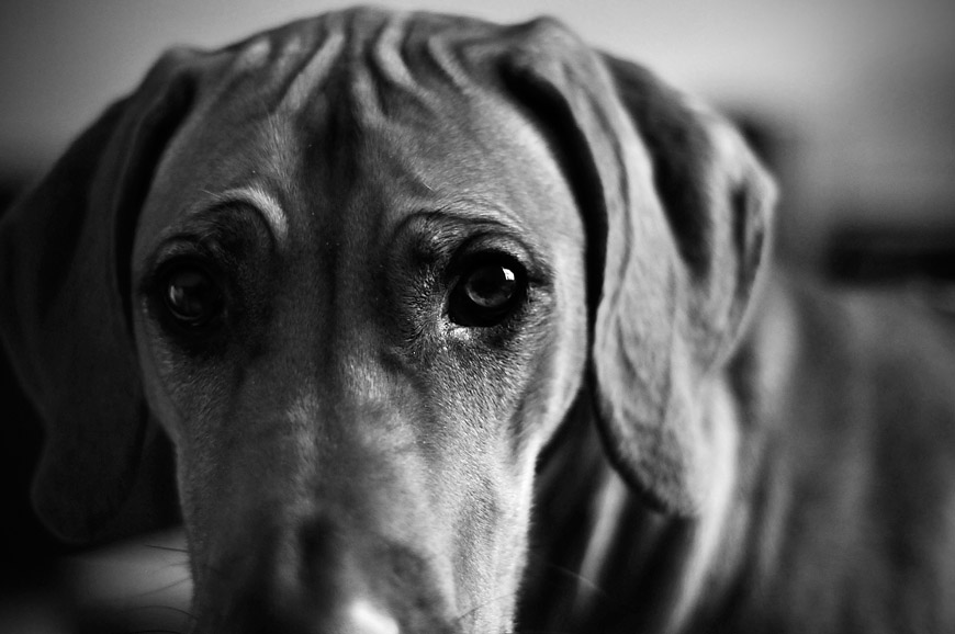 Bella