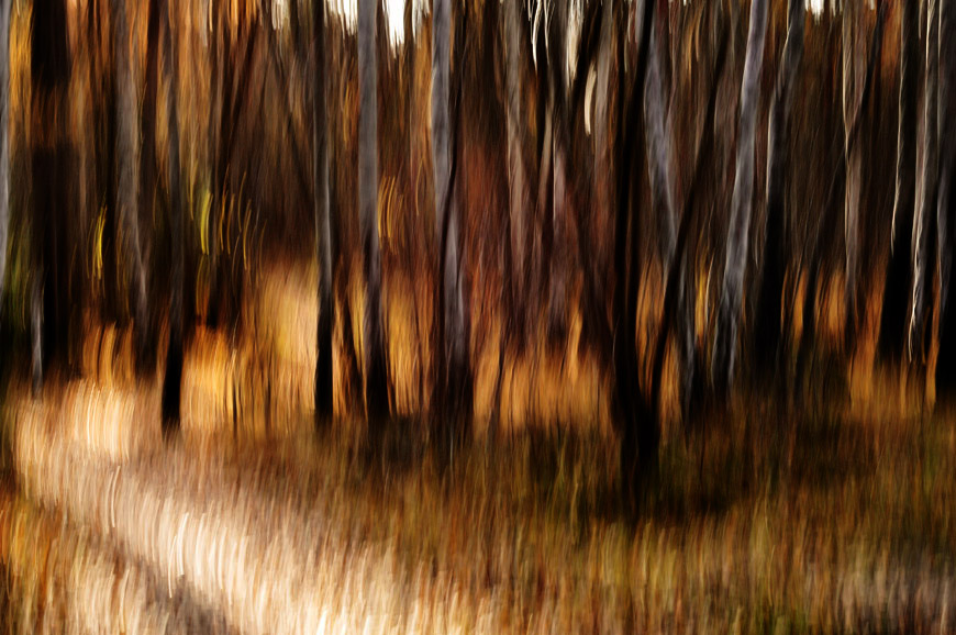 Autumn forest