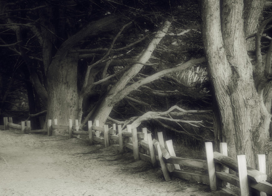 Pfeiffer beach trees