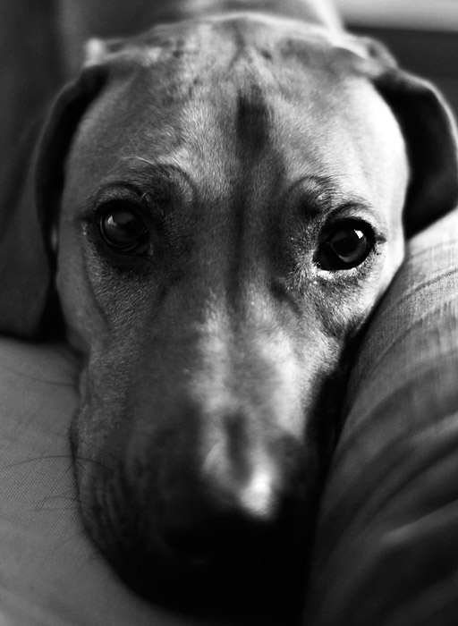 At least this must be Bella :)