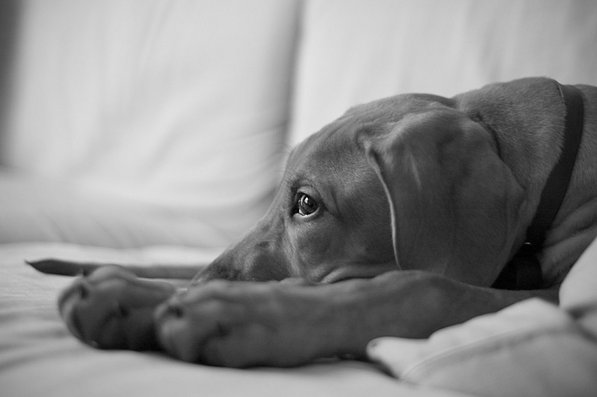 Bella