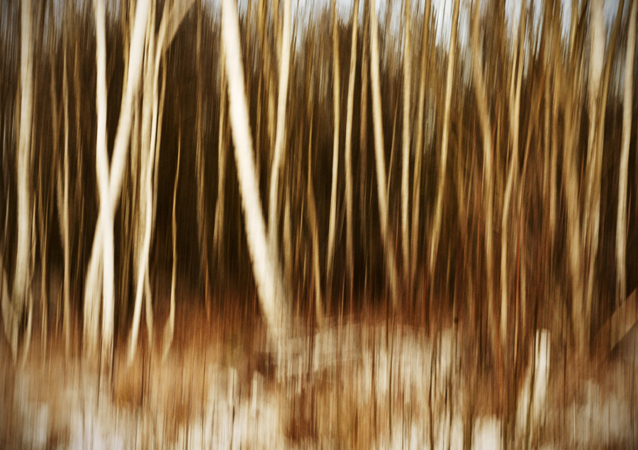 Birch trees in Ursvik