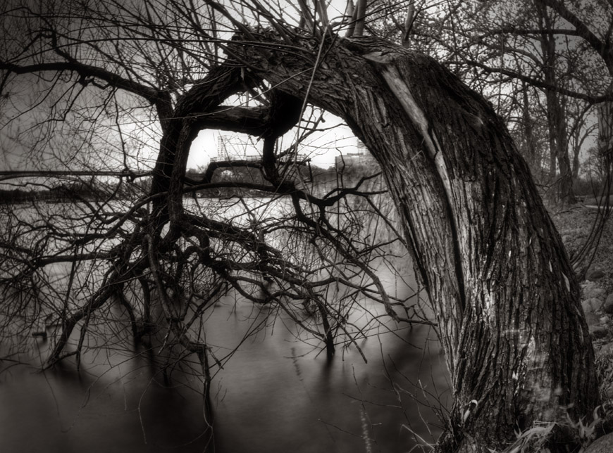 Tree over Water