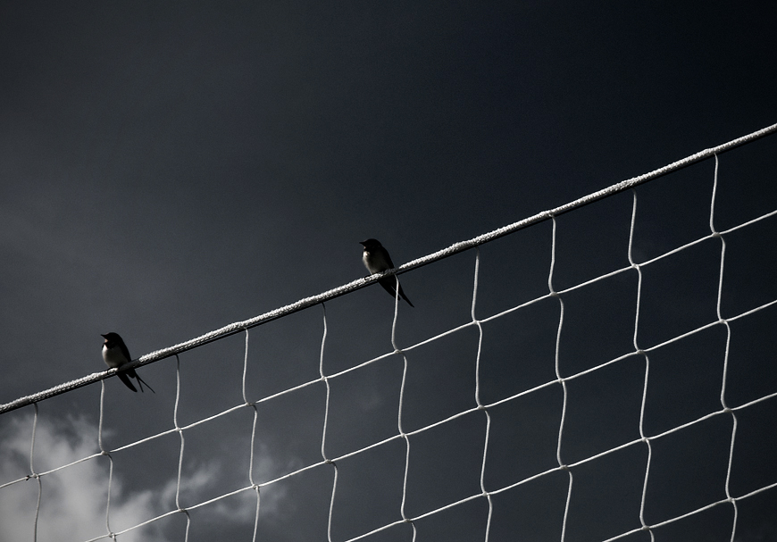 House Swallows