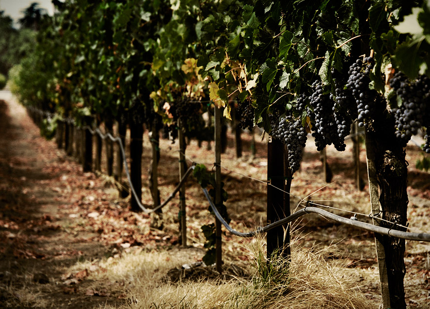 Napa Valley wine country