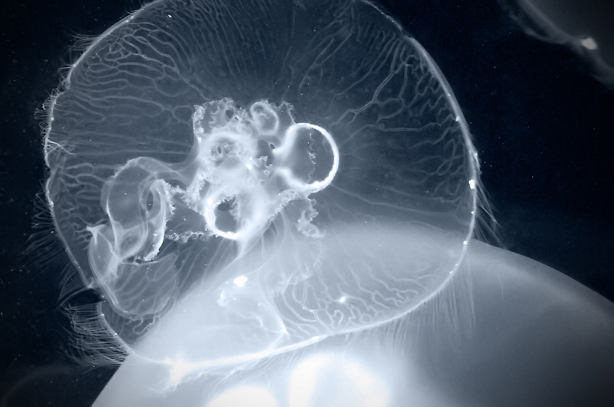 Jelly fish