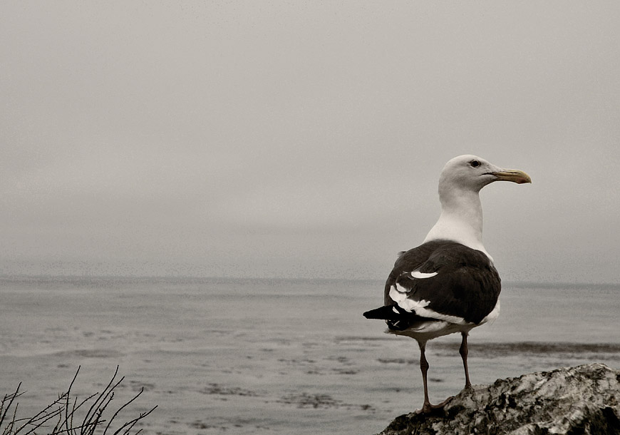 Seagull