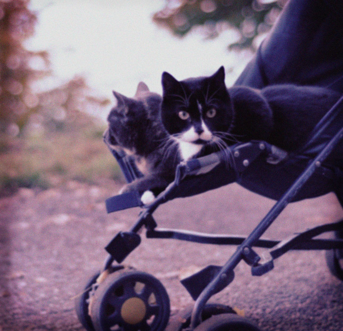 Baby cats