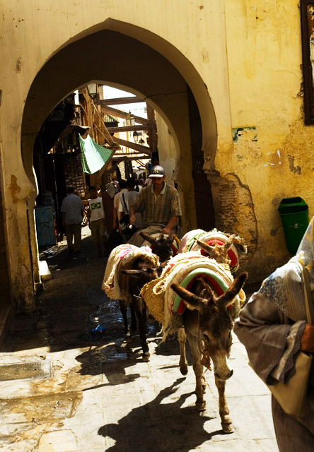 Morocko donkey