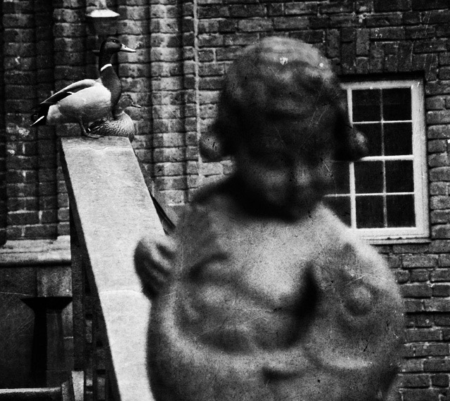 Ducks and statue