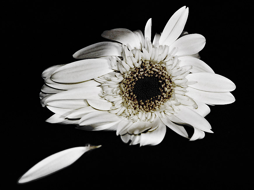 Aging flower