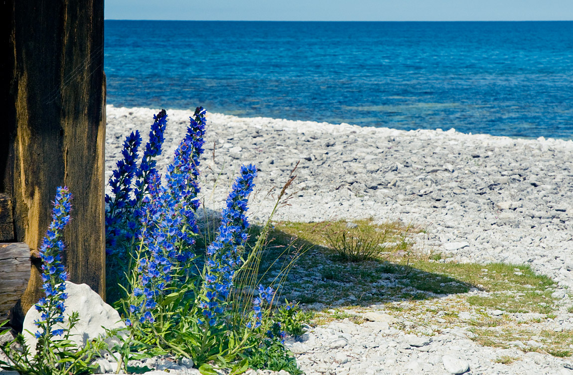 Flowers and the sea