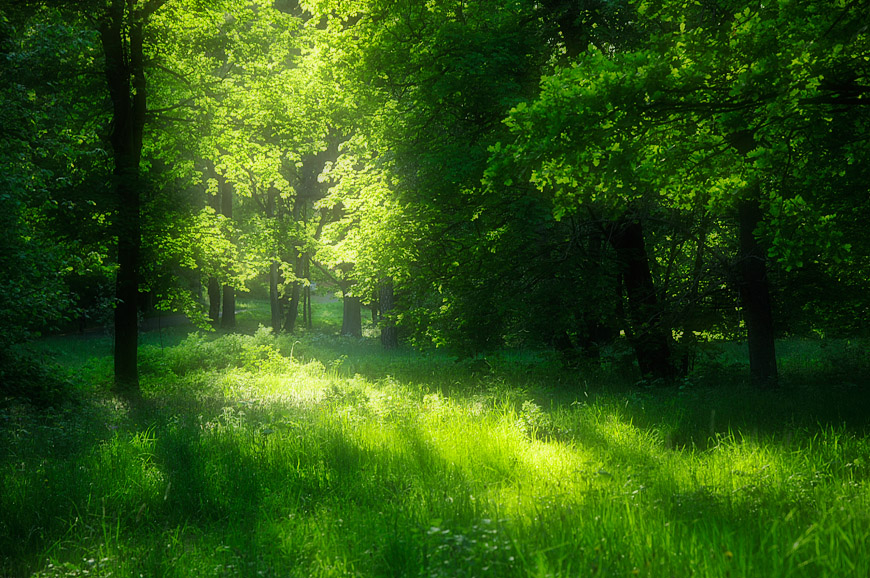 Summer green
