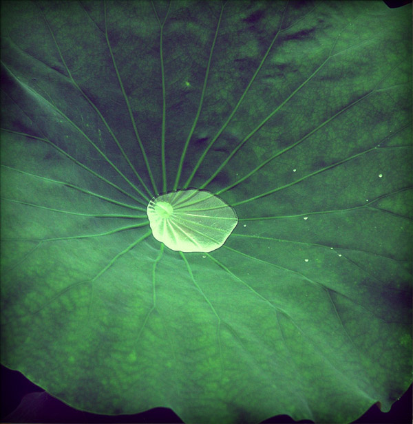 Lotus effect revisited