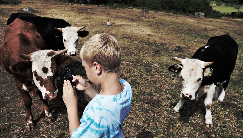 Cow revolution!