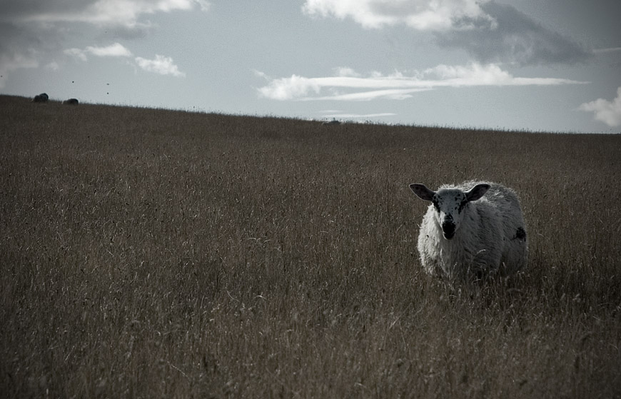 Sheep