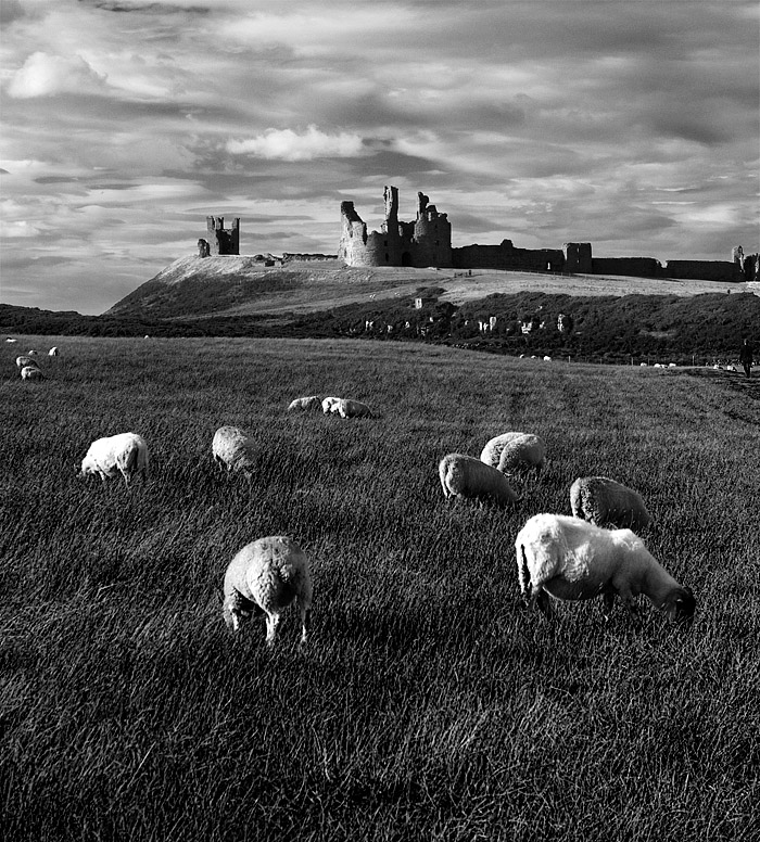 Sheep