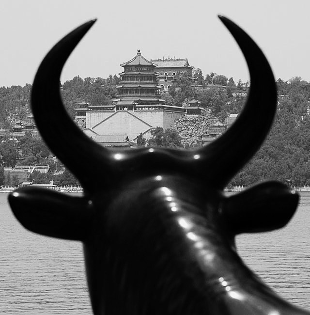The Cow