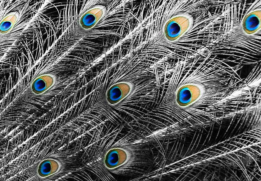 The eyes, the eyes