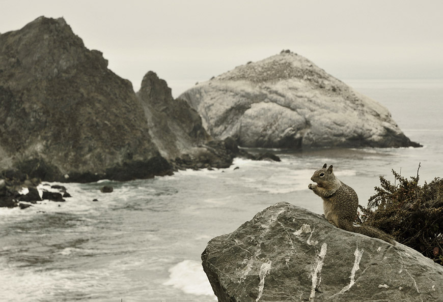 The Posing Squirrel