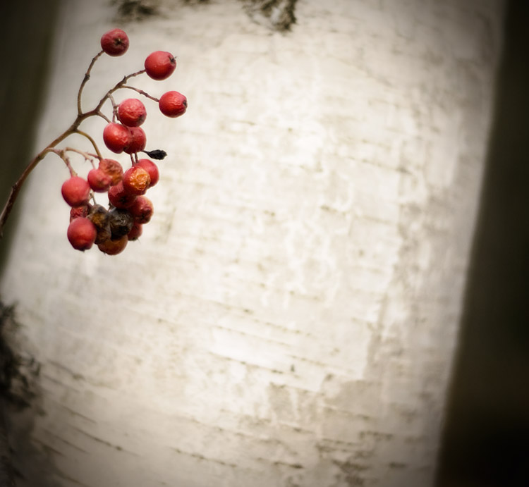 Red berries in late autumn