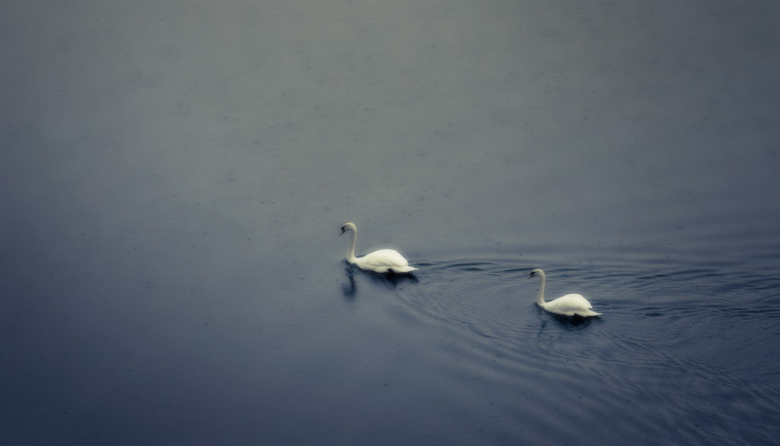 Swan couple