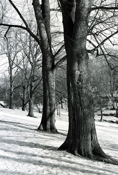 Trees