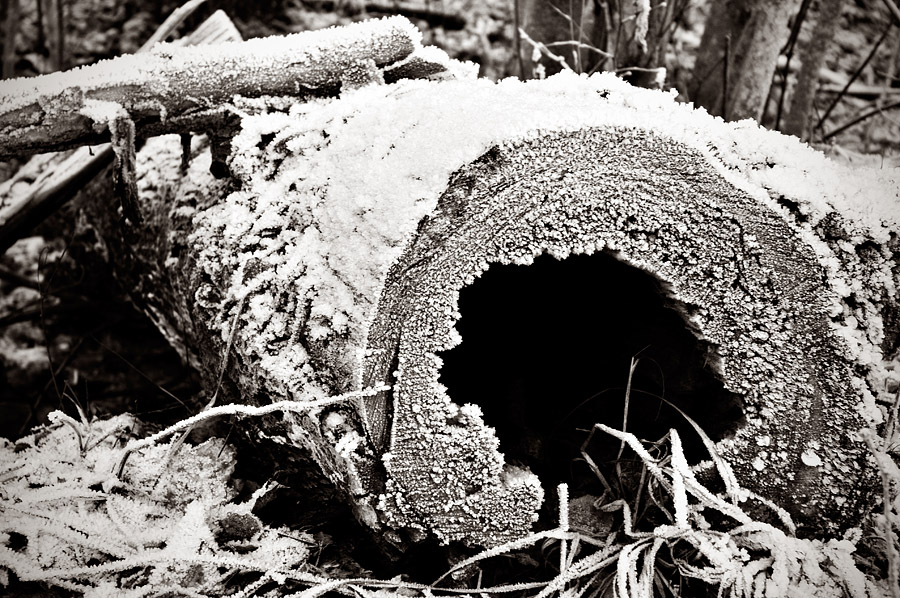 Tree with a hole inside