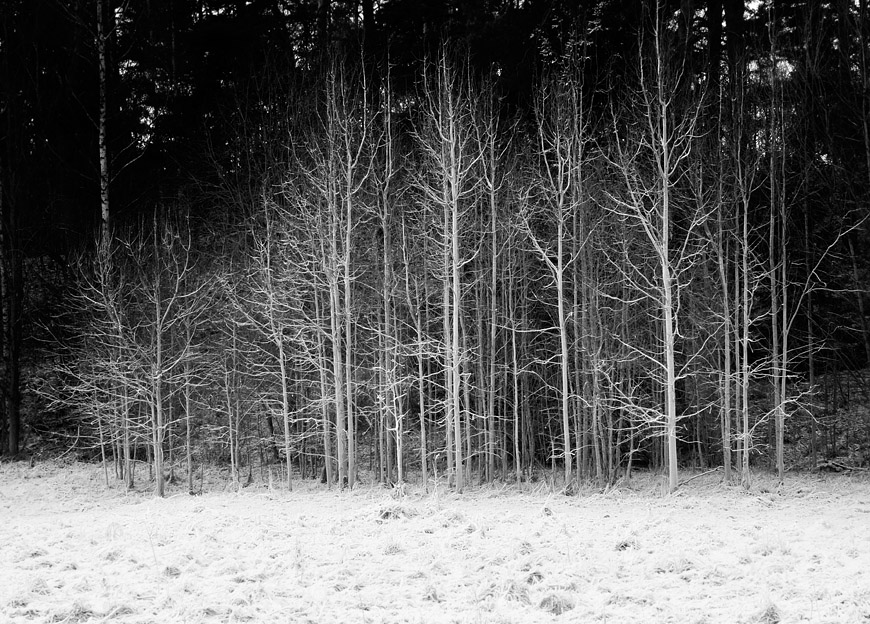 Winter Trees