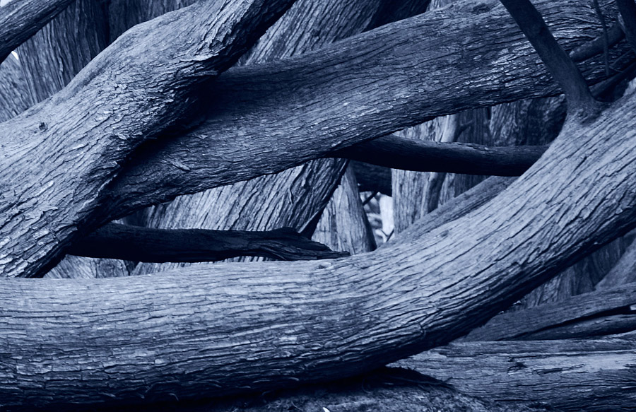 Fantasy trees