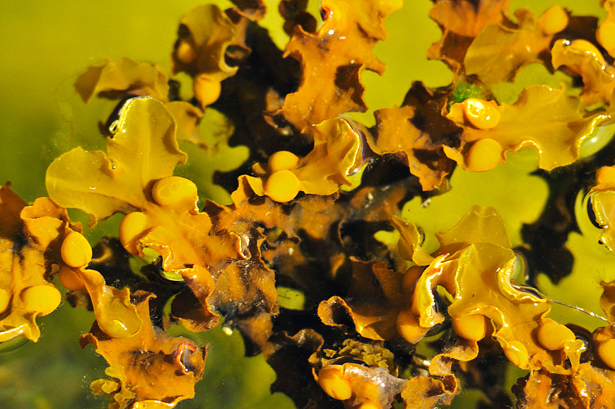 Seaweed